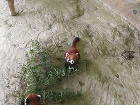 野生动物园