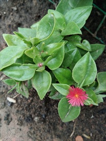 牡丹吊兰