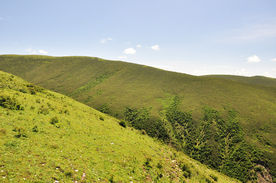 高山草甸