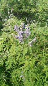 荆花