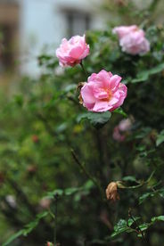 月季花