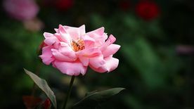 月季花