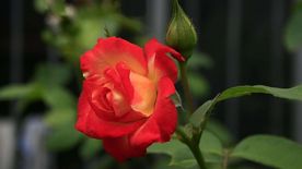 月季花