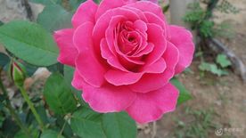 月季花