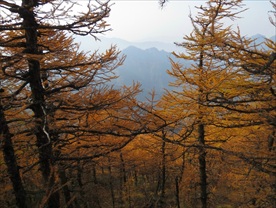 红杉树