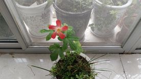 箭叶秋葵