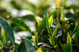 茶