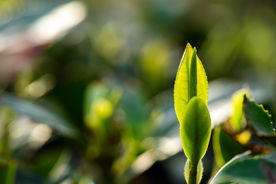 茶