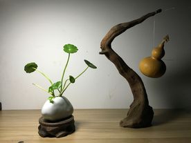 铜钱草