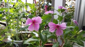 五指山叁 长春花 鸡冠花
