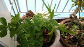 仙鹤草