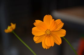 小黄花
