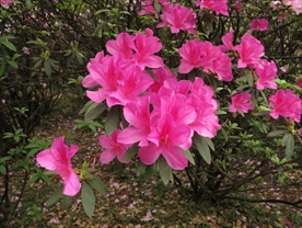 紫红杜鹃花