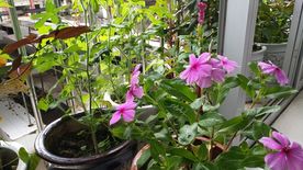 五指山叁 长春花 鸡冠花