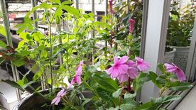 五指山叁 长春花 鸡冠花