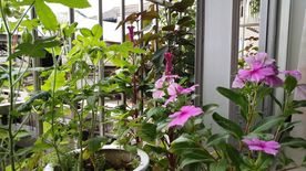 五指山叁 鸡冠花 长春花