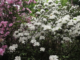 杜鹃花丛