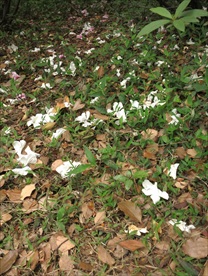 白色杜鹃花