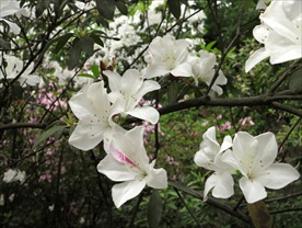 白色杜鹃花