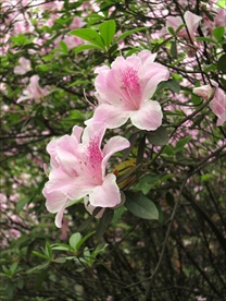 粉红色杜鹃花