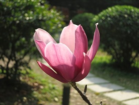 紫红色玉兰花