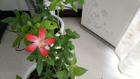 红花叁