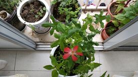 箭叶秋葵