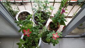红花叁 老来俏