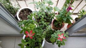 五指山叁 长春花 鸡冠花