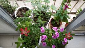 五指山叁 长春花 鸡冠花