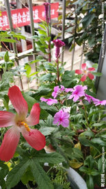 五指山叁 长春花 鸡冠花