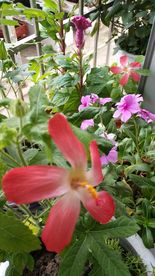 五指山叁 长春花 鸡冠花