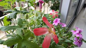 五指山叁 长春花 鸡冠花