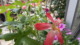 五指山叁 长春花 鸡冠花