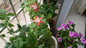 红花叁 日日春