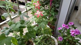 五指山叁 长春花 鸡冠花