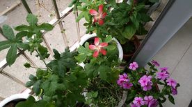 五指山叁 长春花 鸡冠花