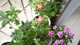 红花叁 日日春