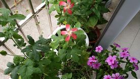 五指山叁 长春花 鸡冠花