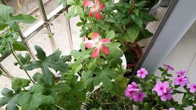 红花叁 日日春