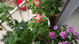 五指山叁 长春花 鸡冠花
