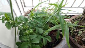 仙鹤草