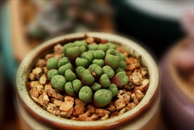 多肉植物