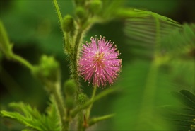 含羞草