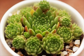 多肉植物