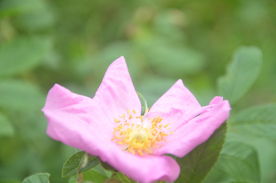 刺玫花