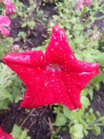 千牛花