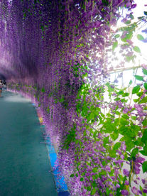 紫藤花