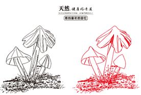 野生鸡枞