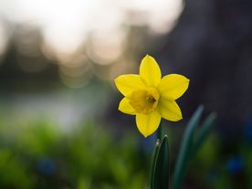 水仙花